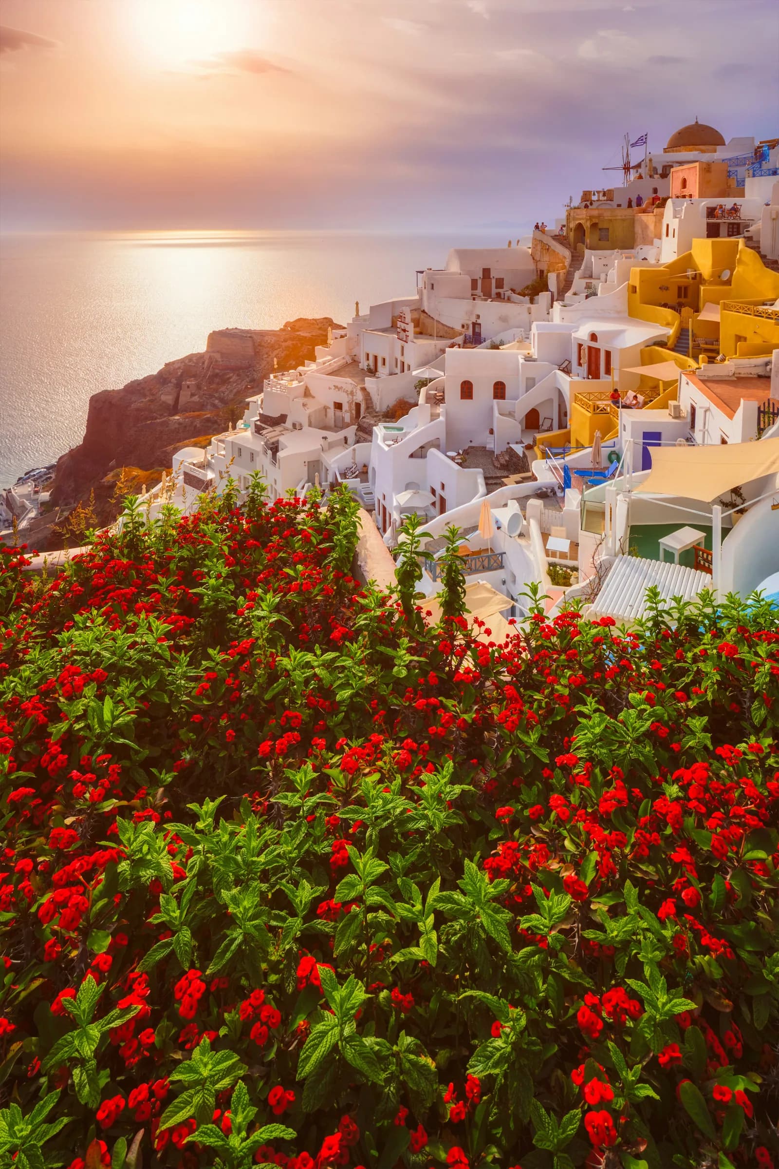 Oia's whitewashed houses spilling down the cliff above the caldera with red flowers in the foreground.